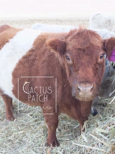 Cactus Patch Minis - Mini Cows, Mini Highparks, Mini Highlands, Mini Belted  Galloway, and Mini Crosses