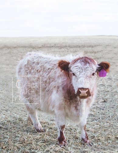 Cactus Patch Minis - Mini Cows, Mini Highparks, Mini Highlands, Mini Belted  Galloway, and Mini Crosses