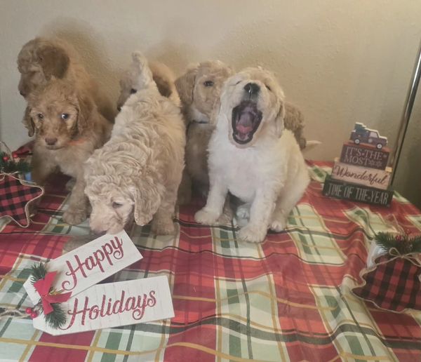 A group of adorable puppies on a festive holiday tablecloth.