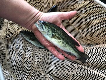 Quality 6"-8" Northern Largemouth Bass at Overton Fisheries.  Lake & Pond Stocking.             