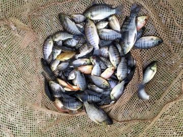 Overton Fisheries Fish Farm & Hatchery Stocks Texas Lakes & Ponds with Mozambique Tilapia