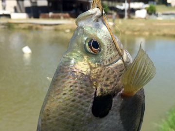 Overton Fisheries Fish Farm & Hatchery Stocks Texas Lakes & Ponds with Coppernose Bluegill.  