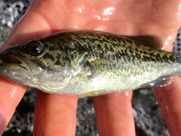 4"-6" Lone Star Legacy Bass, Pellet-trained, Available ONLY at Overton Fisheries!