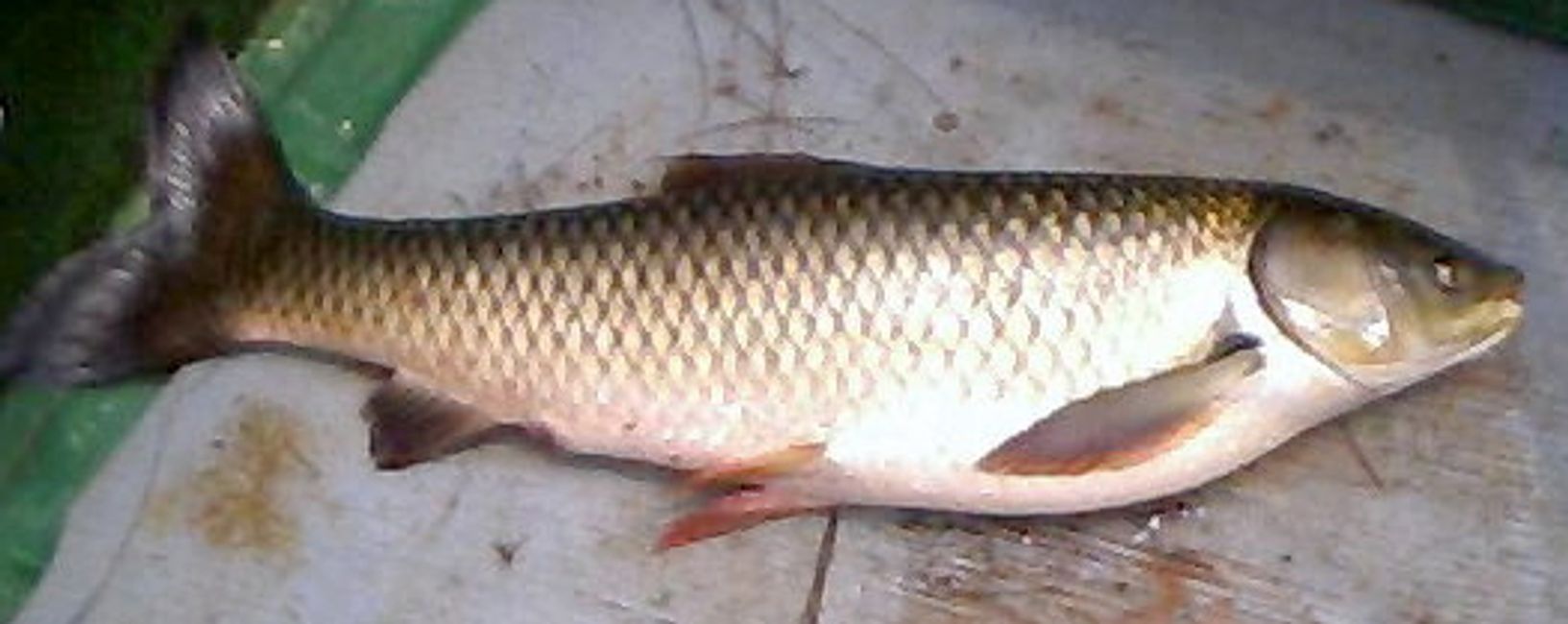 Biological Veg Control Overton Fisheries, Inc.