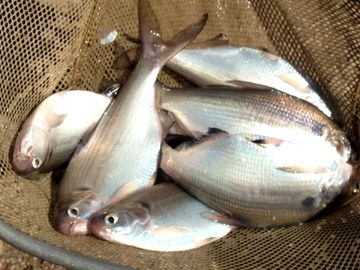 Overton Fisheries Fish Farm & Hatchery Stocks Texas Lakes & Pond with Gizzard Shad.