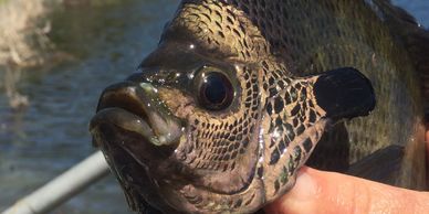 Fishing for Channel Catfish in the Fall - Overton's