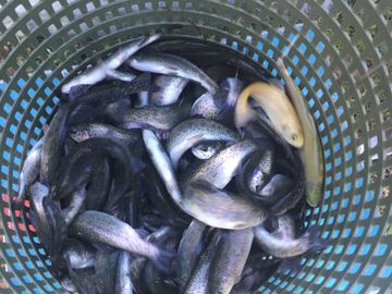 Overton Fisheries Fish Farm & Hatchery Stocks Texas Lakes & Ponds with Rainbow Trout Fingerlings