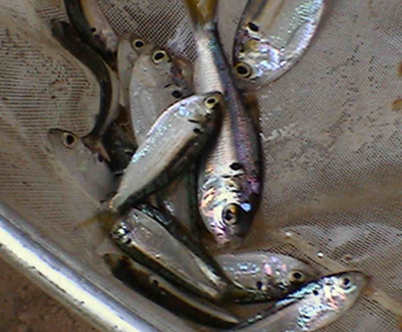 Forage Fish Options Overton Fisheries, Inc.