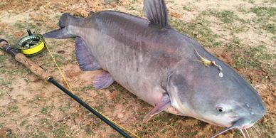 D & B Blue Catfish at Overton Fisheries.