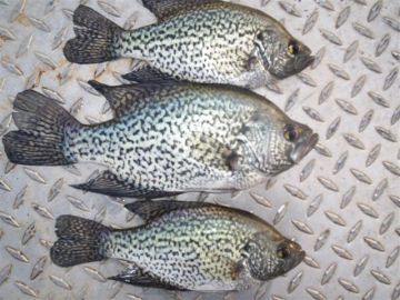 Overton Fisheries Fish Farm & Hatchery Stocks Texas Lakes & Ponds with Black Crappie