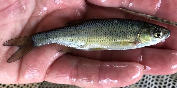 Life Cycle of Minnows