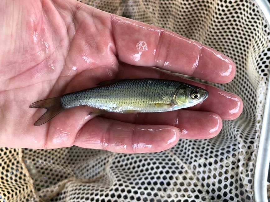 Forage Fish Options Overton Fisheries, Inc.