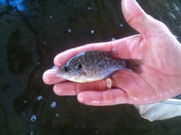 Overton Fisheries Fish Farm & Hatchery Stocks Texas Lakes & Ponds with Redear Sunfish.  Live Fish