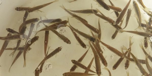 Stocking Minnows: A Natural Method For Mosquito Control
