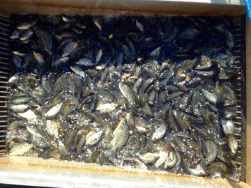Overton Fisheries Fish Farm & Hatchery Stocks Texas Lakes & Ponds with Mozambique Tilapia
