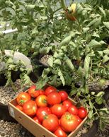 Aquaponics at Overton Fisheries