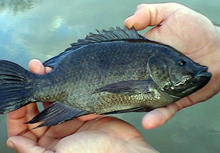 Overton Fisheries Fish Farm & Hatchery Stocks Texas Lakes & Ponds with Mozambique Tilapia.