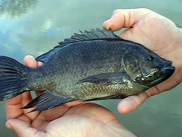 Overton Fisheries Fish Farm & Hatchery Stocks Texas Lakes & Ponds with Mozambique Tilapia