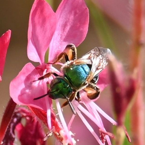 Native Florida Bees