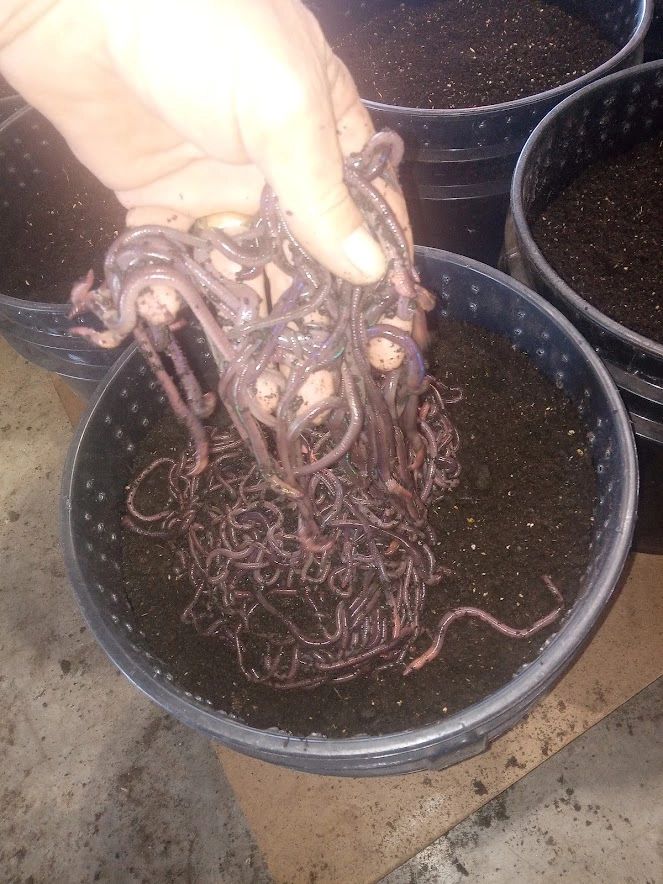 **The Benefits of Raising Earthworms**