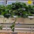 We source the strongest mother plants without disease or pest before producing fruits 