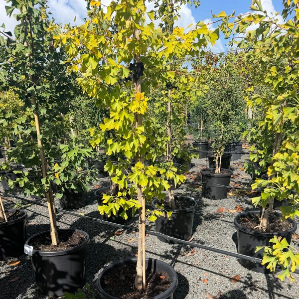 Young trees with yellow-green leaves in black pots at a nursery under sunlight.