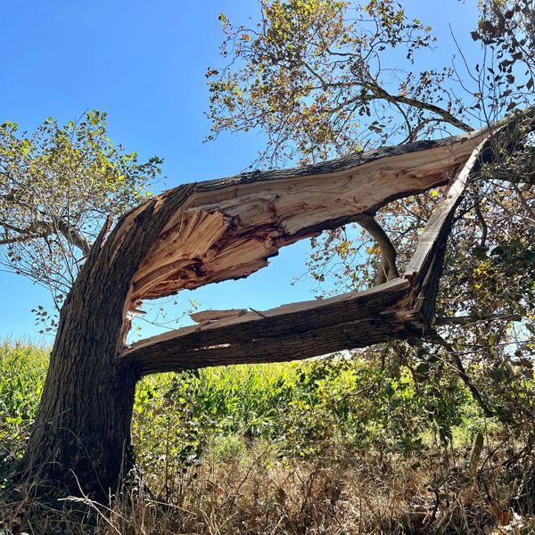 A large tree with a massive broken branch against a clear blue sky.