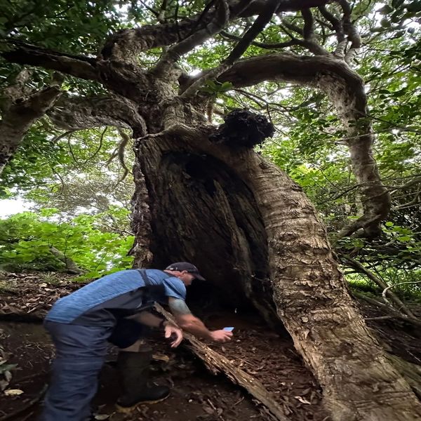 Person exploring the hollow base of a large, ancient tree in a dense forest.
