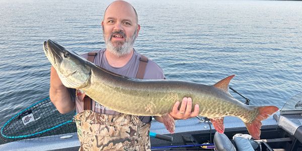47 3/4" Musky