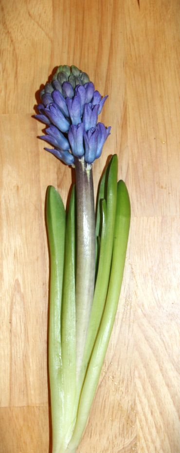 A purple hyacinth flower with green leaves on a wooden surface.