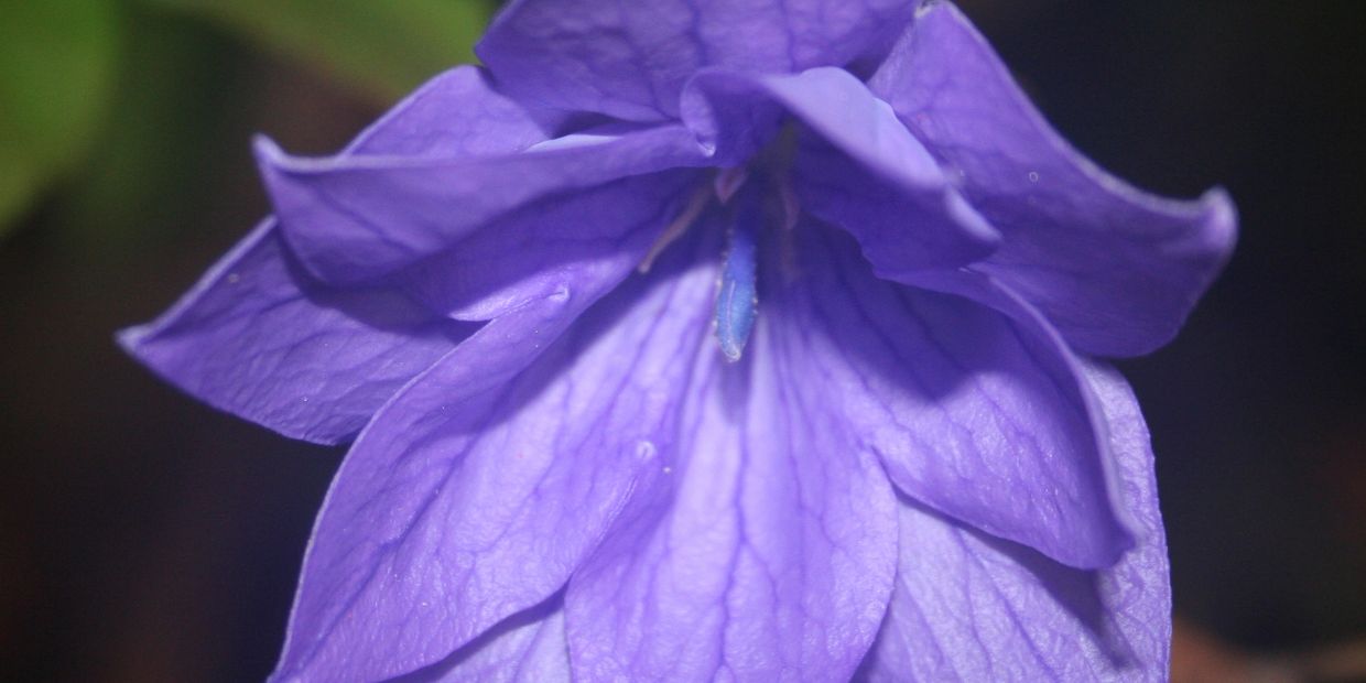 Close-up of a purple flower with delicate petals.