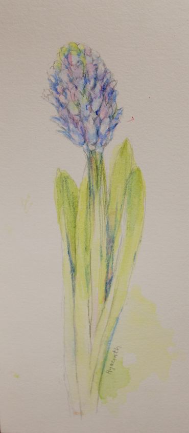 hyacinth with wc #11