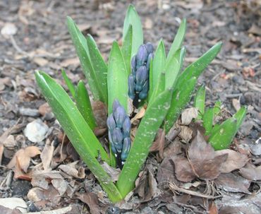 Young green plants with purple flower buds emerging from soil.