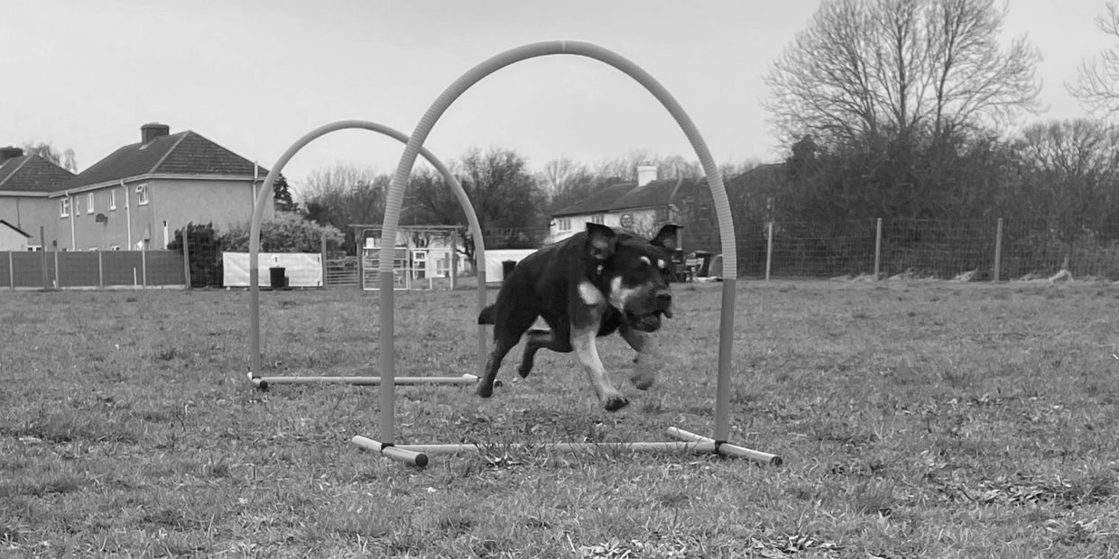 Black-and-tan dog running through orange agility hoops in a muddy field.