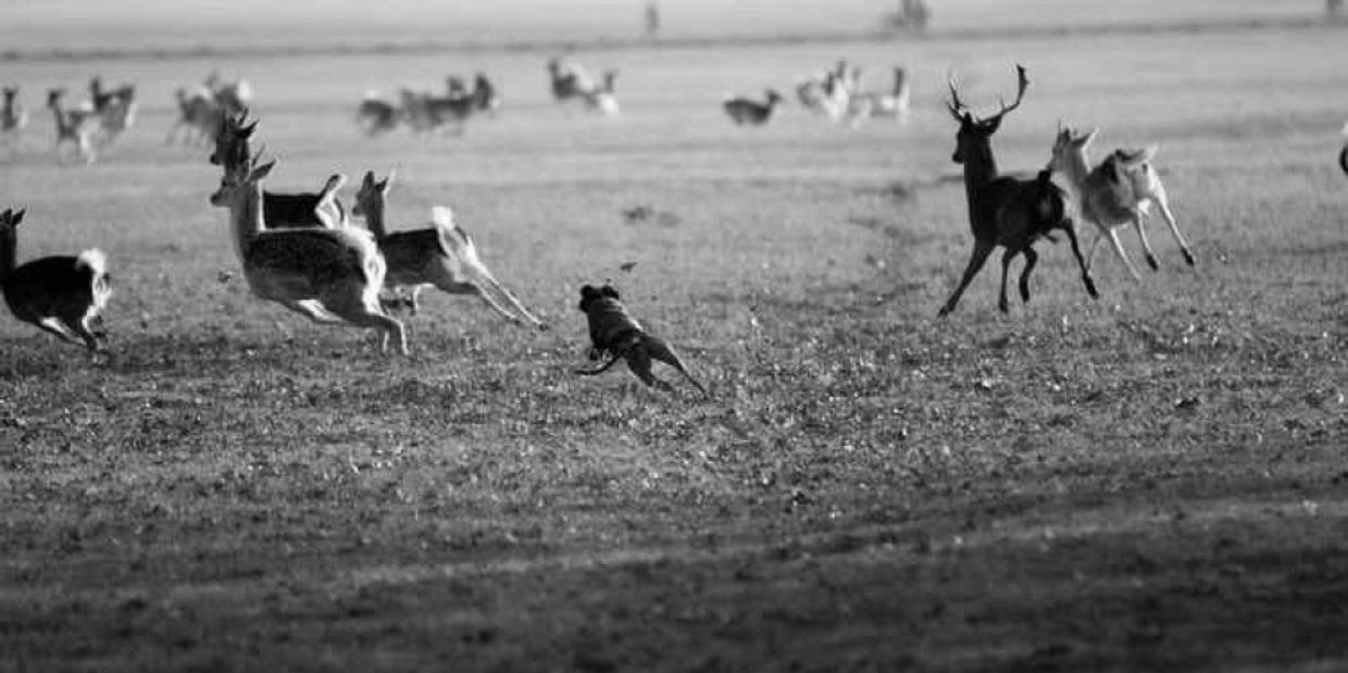 Dog chasing a herd of deer in an open field.