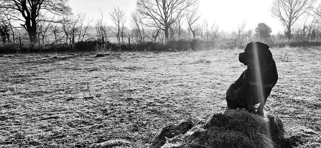 E-Collar Training - Off-Lead reliability Freedom for high prey-drive ...