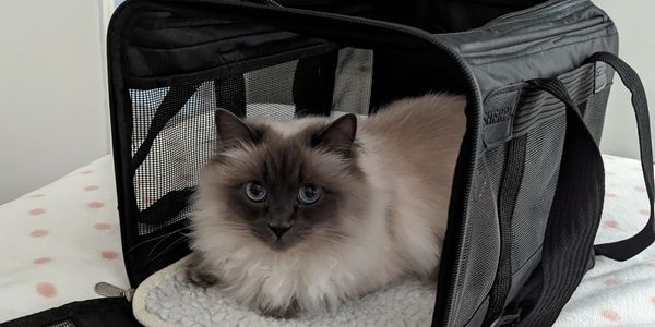Cat sitting in travel carrier