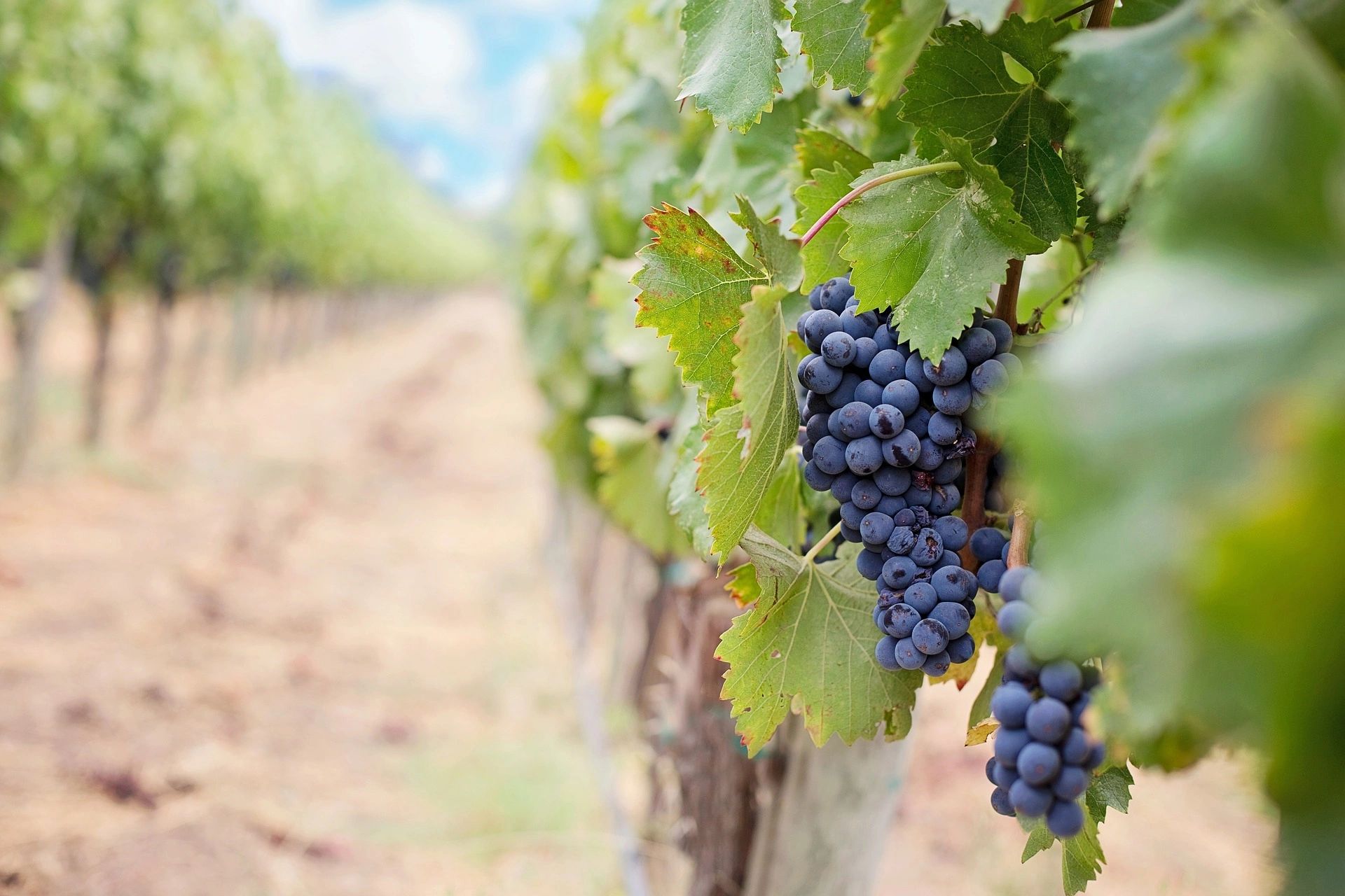 Discover Kaw Valley AVA Wines and Agritourism