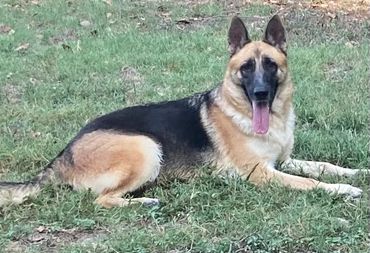 Remi-mother of October Litter