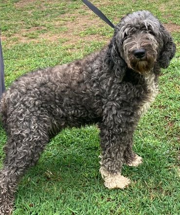 Abby-Mother (F1 Sheepadoodle)