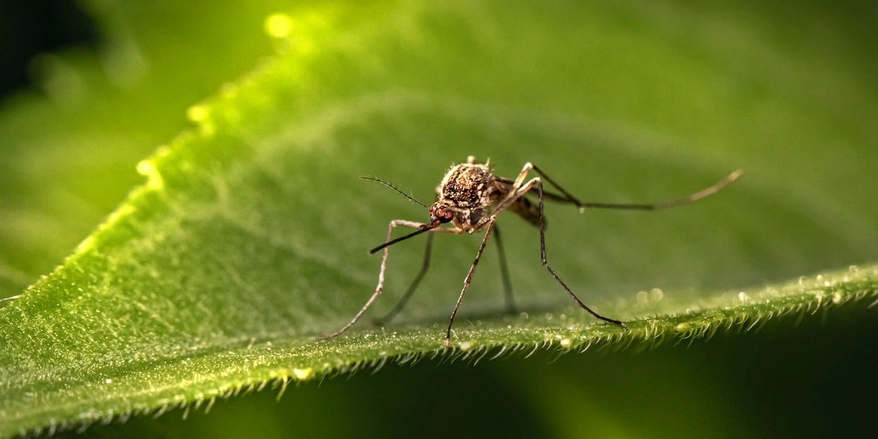 picture of mosquito