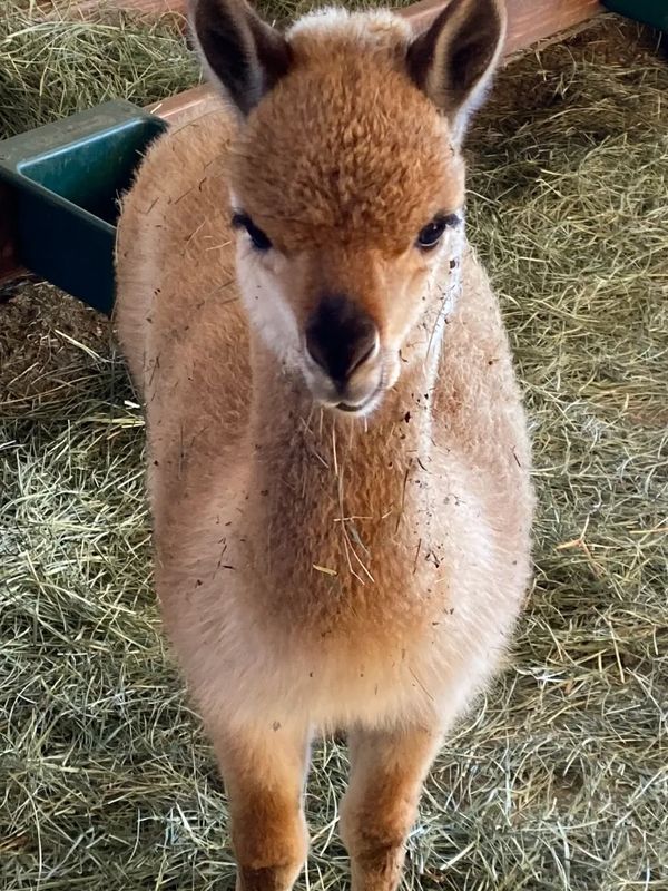 Miss Lily - Born August 5, 2020