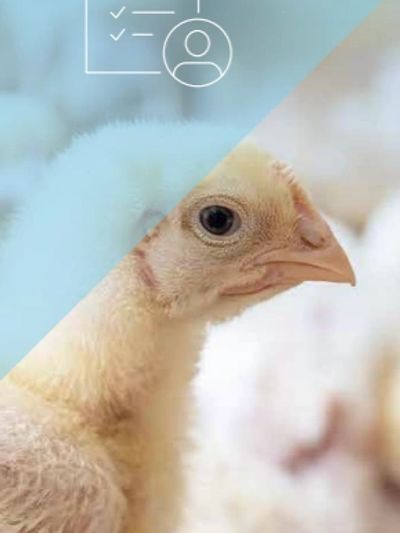Un poussin jaune regardant sur le côté.