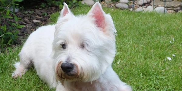 A white West Highland White Terrier lying on green grass outdoors.