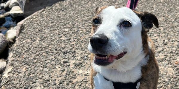 Happy dog on a leash enjoying a sunny day outdoors.
