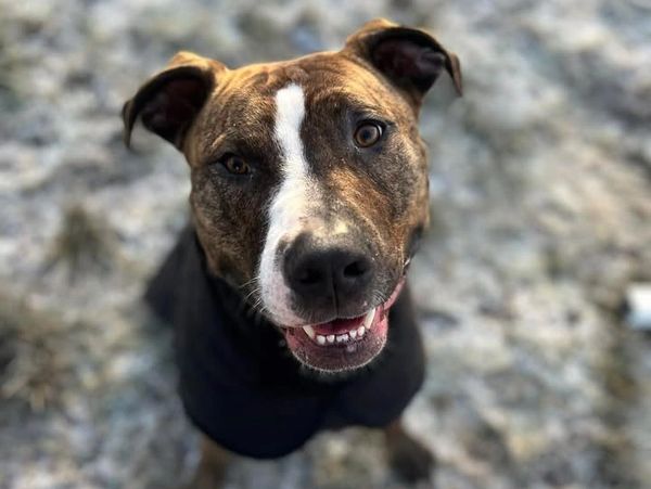 Happy brindle dog with a white stripe on its face looking up.