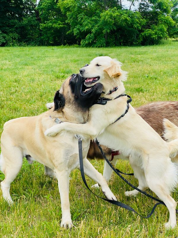 Robin's Pet Squad - Norwood Dog Walker, Local Dog Walking