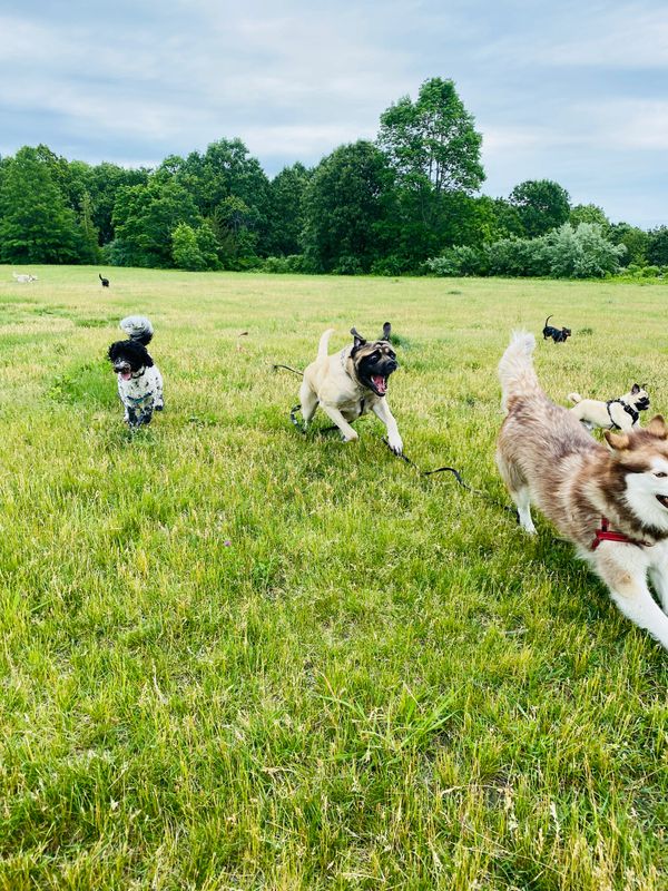 Westwood sales dog walkers