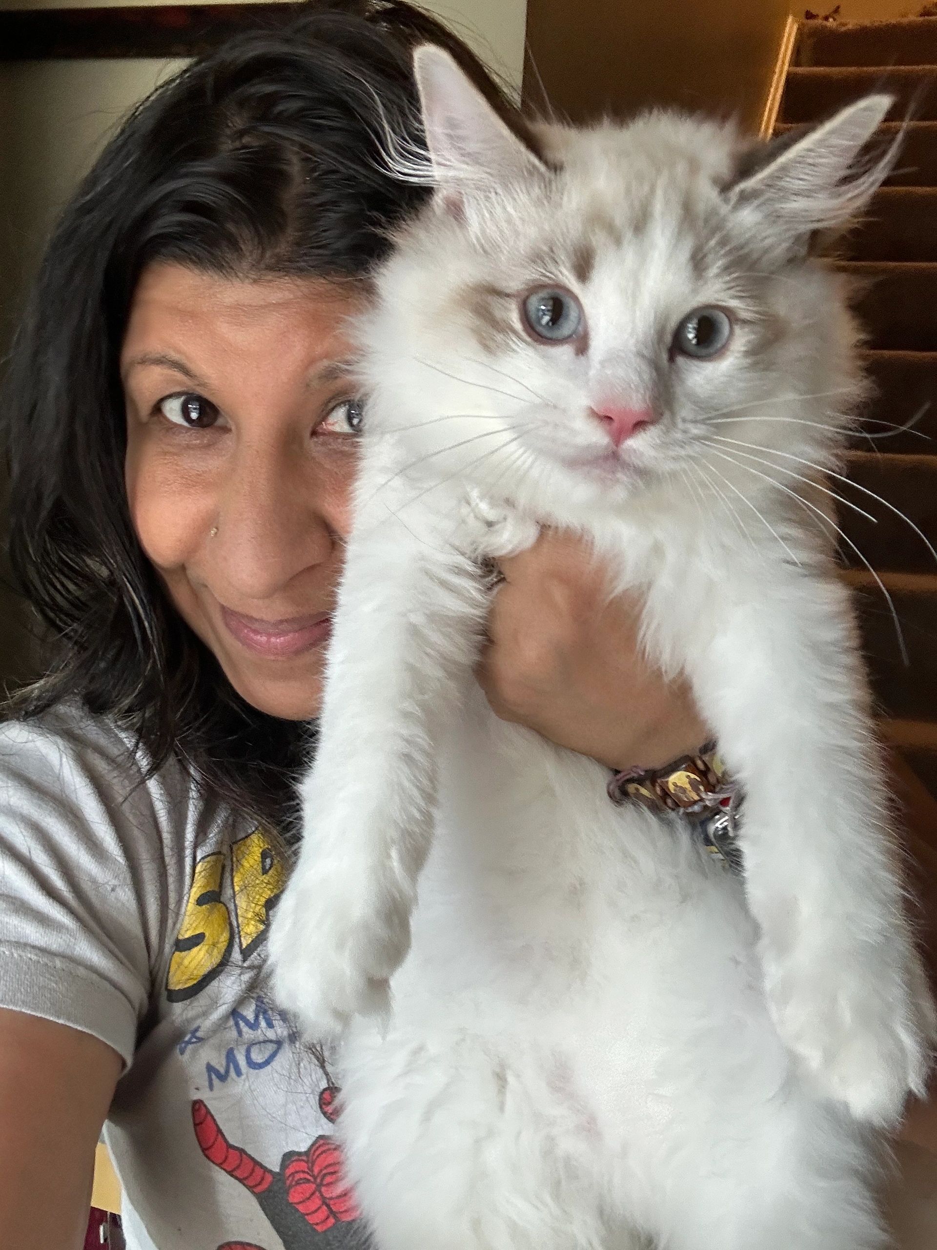 Purebred bicolor seal point male Ragdoll kitten  Current vaccines, Vaccine record book 