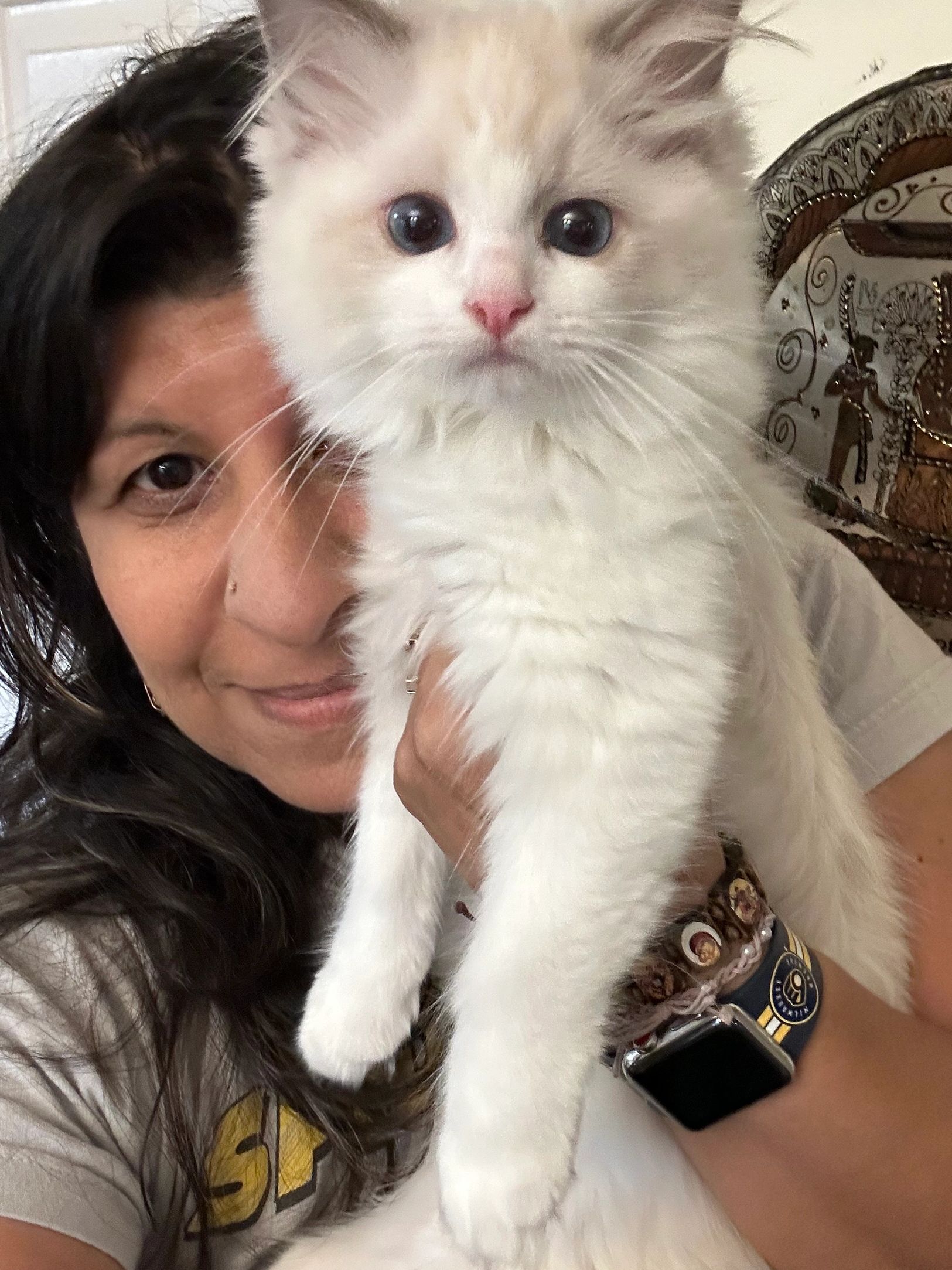 Lavender female pure bred ragdoll kitten - very loving 